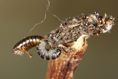 Dahlica triquetrella