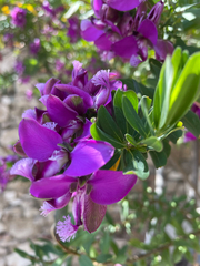 Polygala myrtifolia