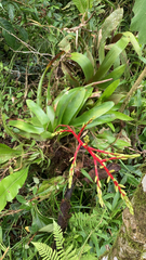 Guzmania rhonhofiana