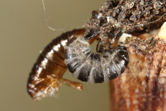 Dahlica triquetrella