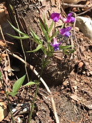 Lathyrus vernus