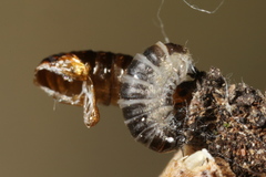 Dahlica triquetrella