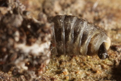 Dahlica triquetrella