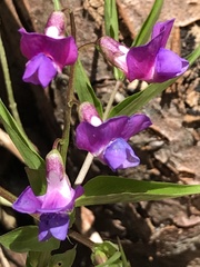 Lathyrus vernus