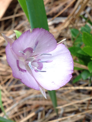 Calochortus nudus