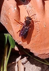 Rhodanthidium sticticum