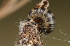 Dahlica triquetrella