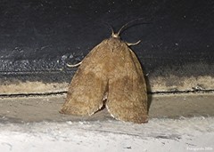 Choristoneura conflictana