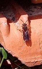 Rhodanthidium sticticum