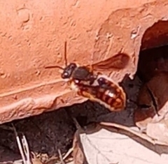 Rhodanthidium sticticum