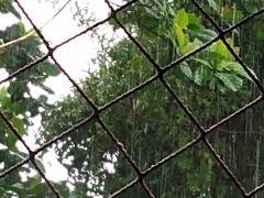 Rupornis magnirostris