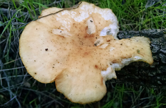 Polyporus mcmurphyi