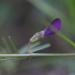 Vicia peregrina