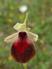 Ophrys helenae