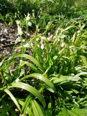 Few-flowered Garlic (Allium paradoxum)