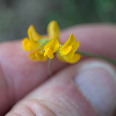 Hippocrepis scorpioides