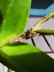 Salticidae
