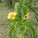 Barleria rhynchocarpa - Photo (c) frasergear, some rights reserved (CC BY-NC), uploaded by frasergear