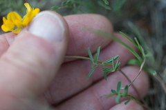 Hippocrepis scorpioides