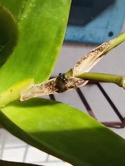Salticidae