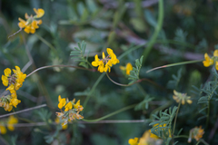 Hippocrepis scorpioides