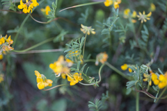 Hippocrepis scorpioides
