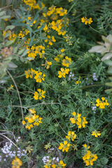 Hippocrepis scorpioides