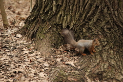 Sciurus vulgaris