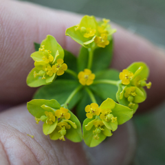Euphorbia flavicoma