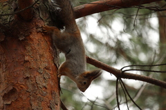 Sciurus vulgaris