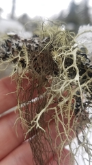 Bryoria trichodes