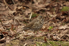 Turdus philomelos