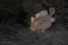 Antennarius pauciradiatus