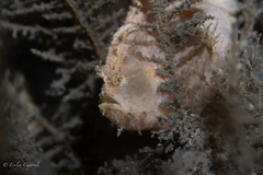 Antennarius pauciradiatus