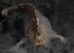 Antennarius pauciradiatus