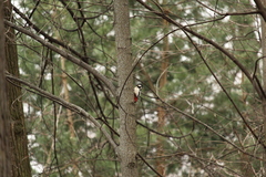 Dendrocopos major