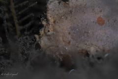 Antennarius pauciradiatus