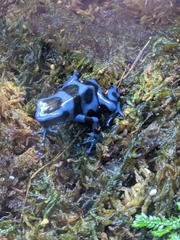 Dendrobates