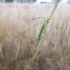 Sesamum triphyllum