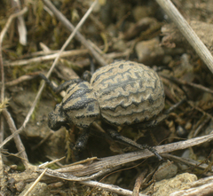 Brachycerus lutulentus