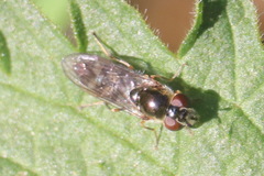 Platycheirus albimanus