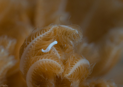 Solenogastres