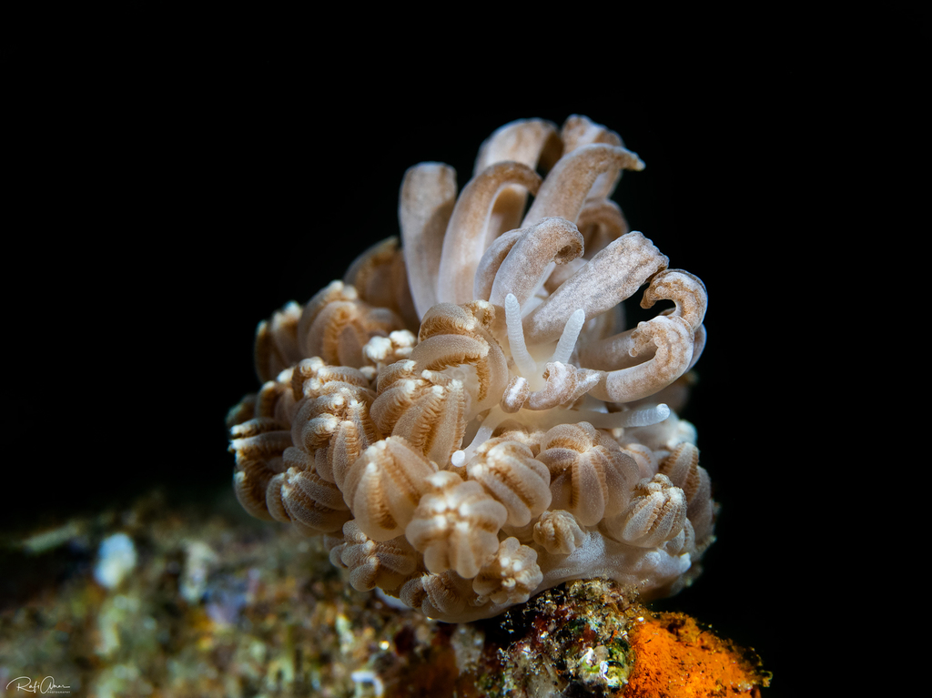 Phyllodesmium hyalinum