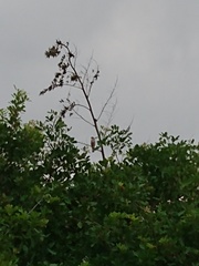 Rupornis magnirostris