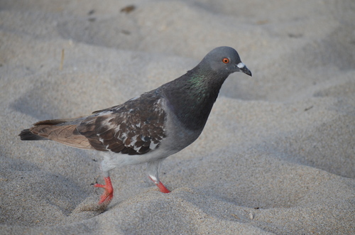 Feral Pigeon photographed in Florida