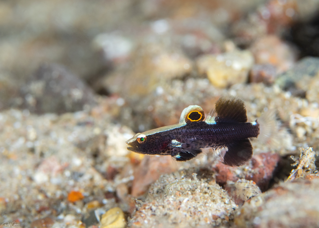 Whitecap goby (Lotilia graciliosa) — Gobiidae