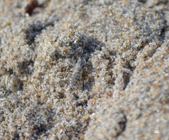 Laphystia litoralis