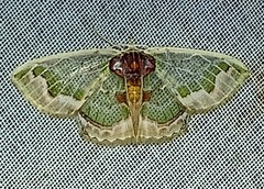 Hyalochlora splendens