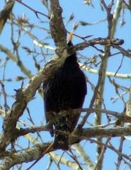 Sturnus vulgaris