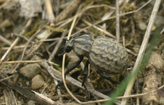 Brachycerus lutulentus